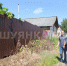 У забора борщевик уничтожен, а за ним чувствует себя вольготно.  /ФОТО: ИРИНА КЛИННИКОВА, «ШУЙСКИЕ ИЗВЕСТИЯ» - Шуйские Известия