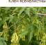 Ясенелистный клён –  под запрет - Газета Местный спрос